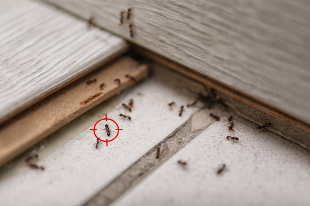 Best Commercial Pest Control Services  in Stafford Courthouse, VA