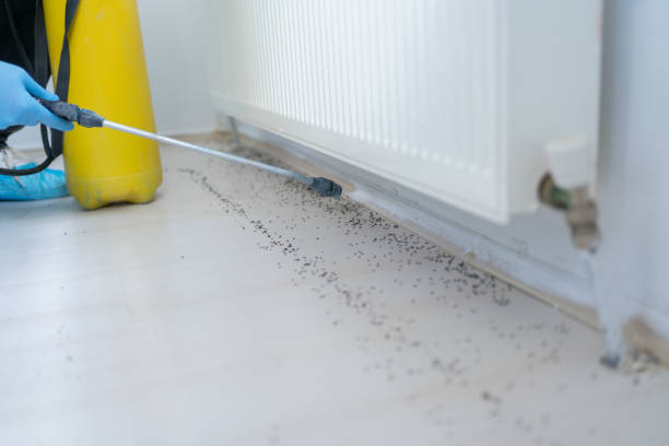 Best Wasp Removal Services  in Stafford Courthouse, VA